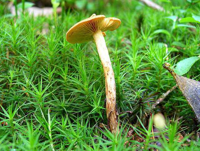 2005 :  Un anno di funghi